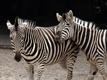 Tierpark Irgenöd