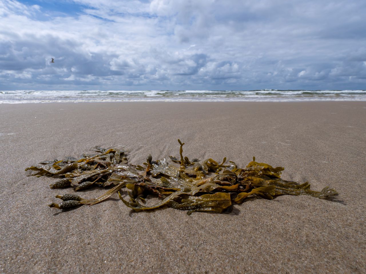 5 Tage am schönen Niederländischen Nordseestrand