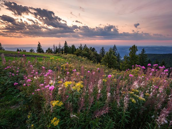 5 Tage KingSize Auszeit zwischen Fluss und Bergen in Waldkirch Frühstück