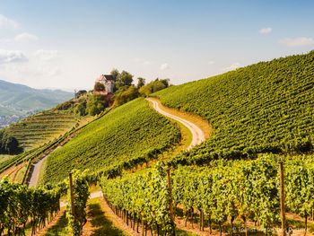 7 Tage Wein-und Kulinarikzeit inmitten von Weinbergen