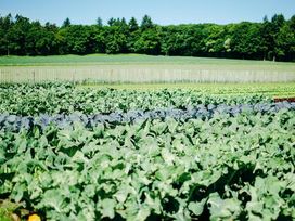 Erholung im grünen Apeldoorn - 2 Tage im Nachbarland