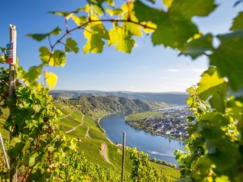 Preisknüller! - Eine Woche an der Mosel mit Frühstück