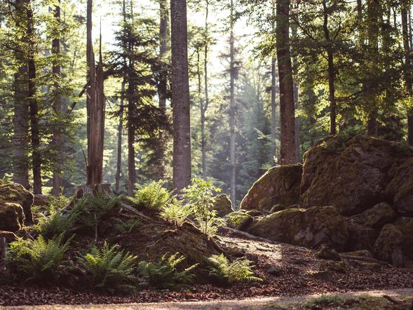 5 Tage umgeben vom Bayerischen Wald mit Frühstück