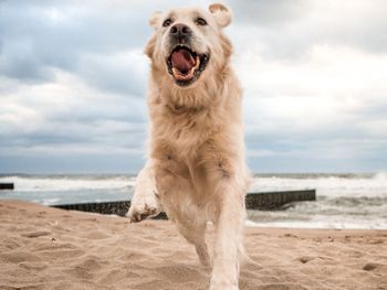 Urlaub mit Hund in Kappeln an der Ostsee / 3 Tage