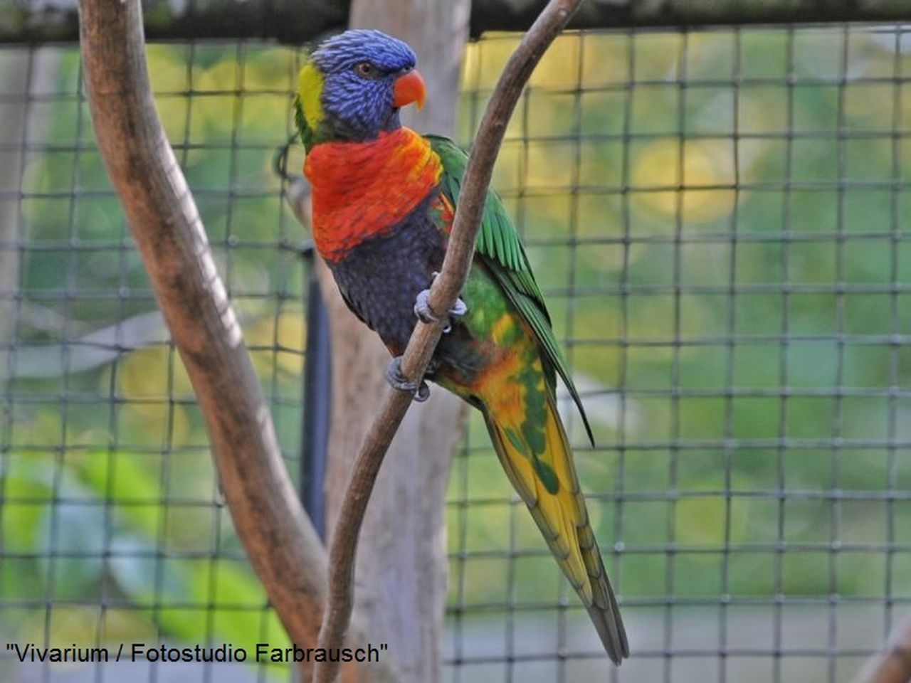 Tierische Erlebnisse im Zoo Vivarium - 3 Tage