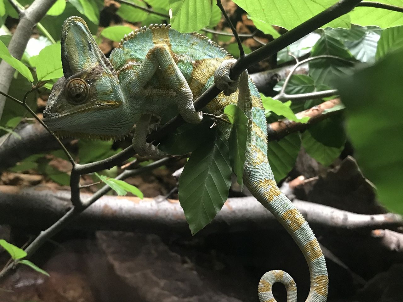 Familienspaß-Deutschlands größter Reptilien Zoo/4 Tg