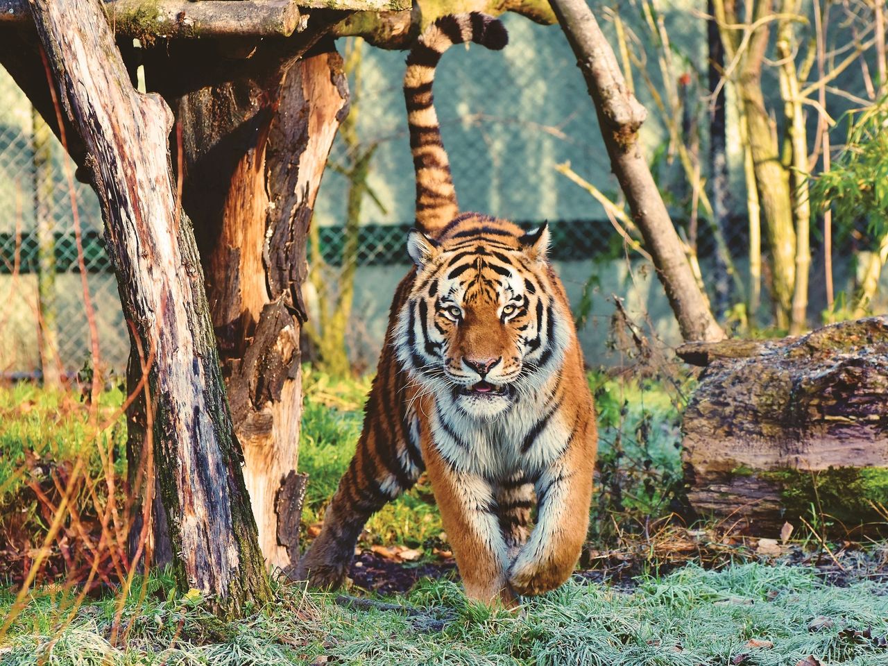 Tierisches Erlebnis - Wildlife im Zoo Landau / 3 Tage