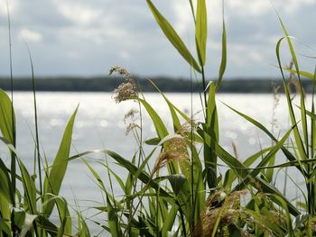 Aloe Vera Tage an der Müritz