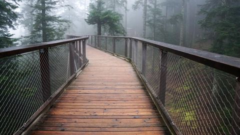 Baumwipfelpfad im Schwarzwald