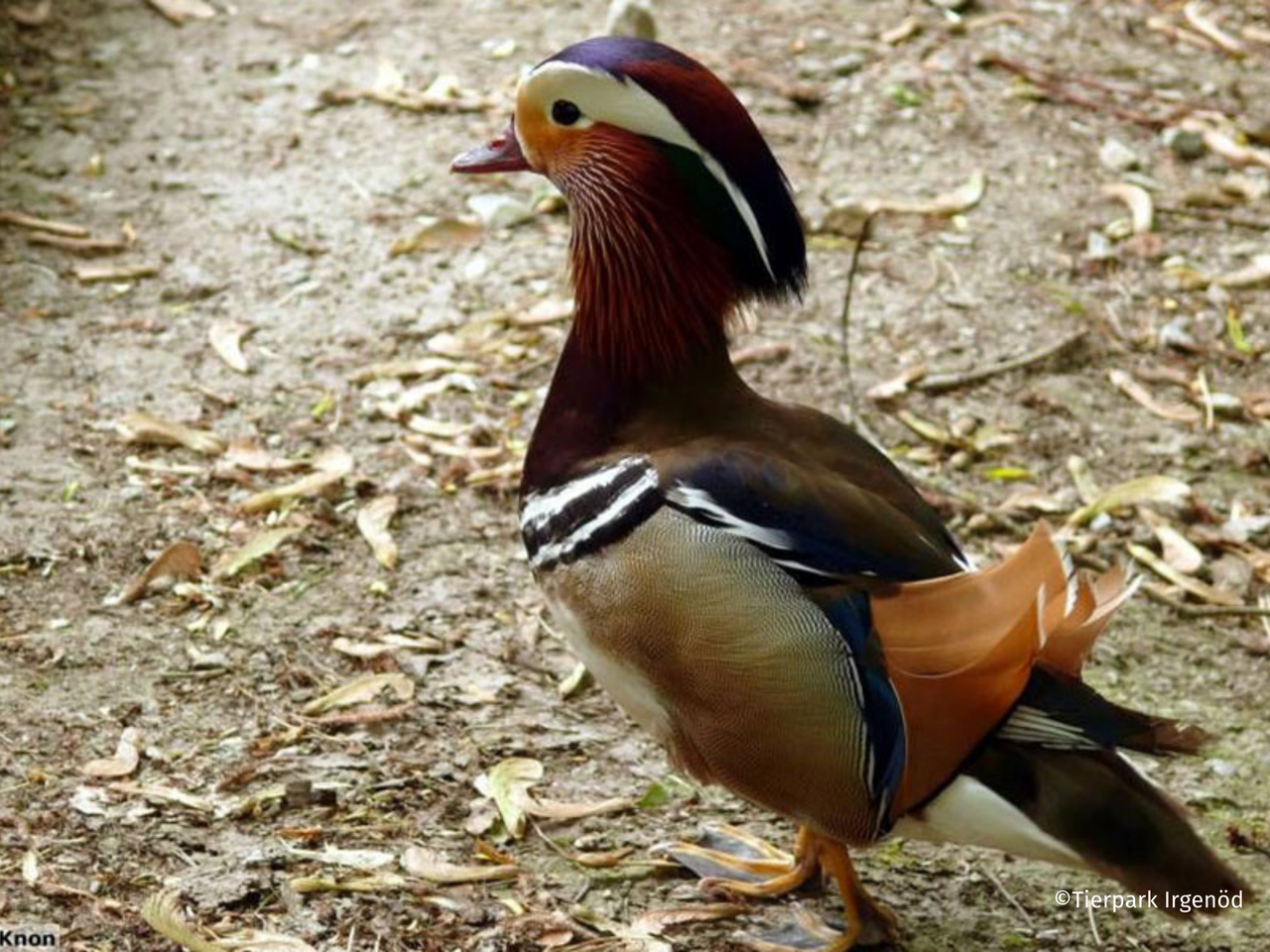 Tierpark Irgenöd