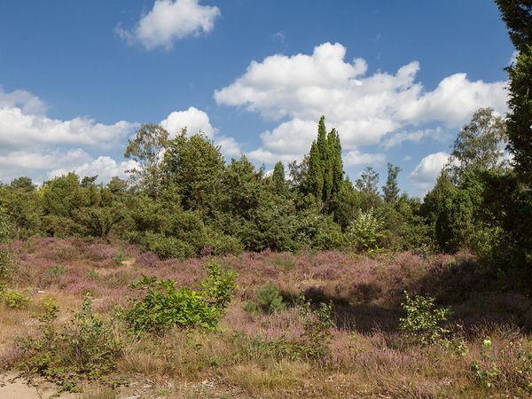3 Tage im Niederländischen Schwarzwald in Rijssen inkl. Halbpension