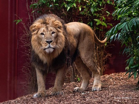 Zoo Schwerin mit Tageseintritt und Übernachtung