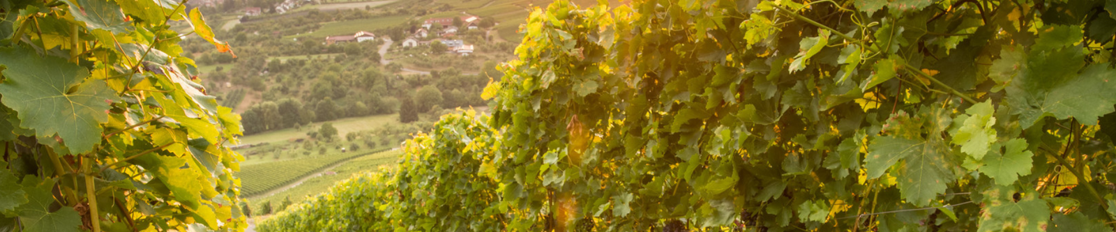 Weinwandern in Deutschland