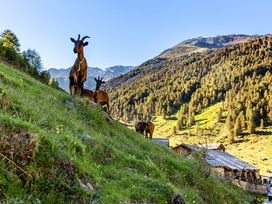 3 Tage Familienglück im Vinschgau