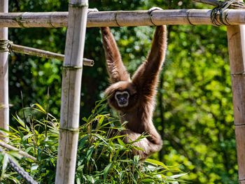 Für große und kleine Tierfans: Frankfurt Zoo erleben