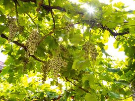 Romantik im Weingut: 