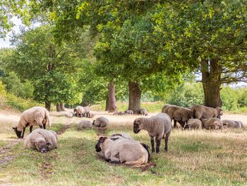 5 Tage Wellness-Auszeit von Wald und Heide umgeben