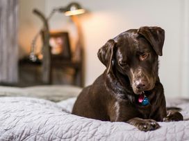 Vier Pfoten & Schlossmomente