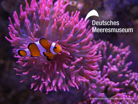 Meeresmuseum Stralsund mit Ticket und Hotel