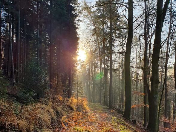 3 Tage Wandern im Schwarzwald inkl. Konus-Gästekarte