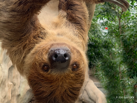 Zoo Rostock Tickets mit Hotel