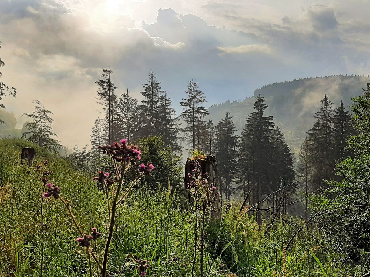 4 Tage Auszeit im Harz inkl. 1 Abendessen