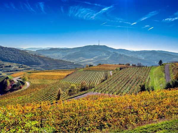 5 Tage – Urlaub im Breisgau-Hochschwarzwald in Heitersheim, Baden-Württemberg inkl. Halbpension