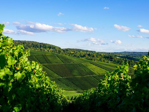 Meine Zeit im Mittelrheintal in Sankt Goar Halbpension