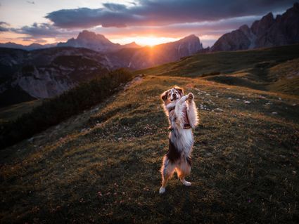 Pfoten hoch, Urlaub los - Erholungsurlaub in Gosau am Dachstein