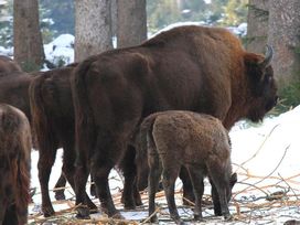 Kurzurlaub in Niederbayern - 5 Tage in Spiegelau
