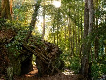 4 Wandertage im Harz - 3 Nächte