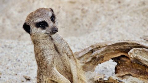 Erdmännchen