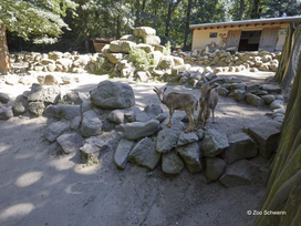 Zoo Schwerin mit Tageseintritt und Übernachtung