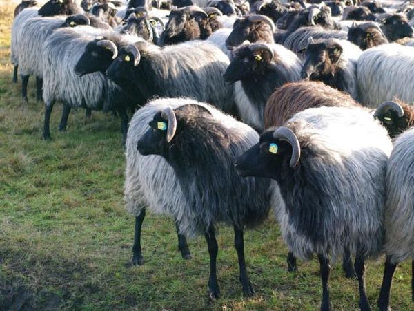 Bei den Heidschnucken zu Hause in Bispingen Halbpension