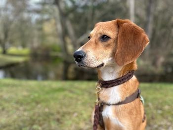 Harzliche Hundetage in Bad Lauterberg