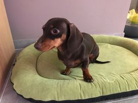 Urlaub mit Hund... aber selbstverständlich!