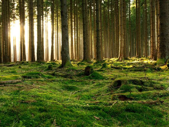 3 Tage Kleine Harz – Auszeit inkl. HP Plus