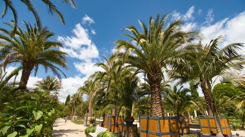 Palmengarten im Kurpark Bad Pyrmont
