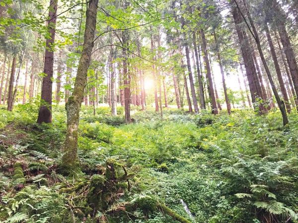 2 Tage nahe des Rothaargebirges im Sauerland in Winterberg, Nordrhein-Westfalen inkl. Frühstück