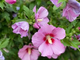 Pfingsten an der Müritz