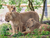 Zoo Schwerin mit Tageseintritt und Übernachtung