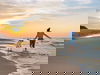 Kurztrip mit dem Hund an die Nordsee