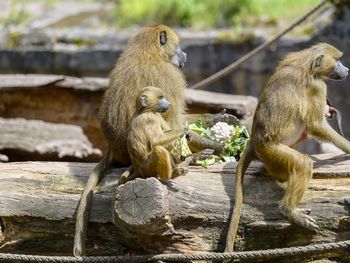 Tiergarten Nürnberg mit Hotel