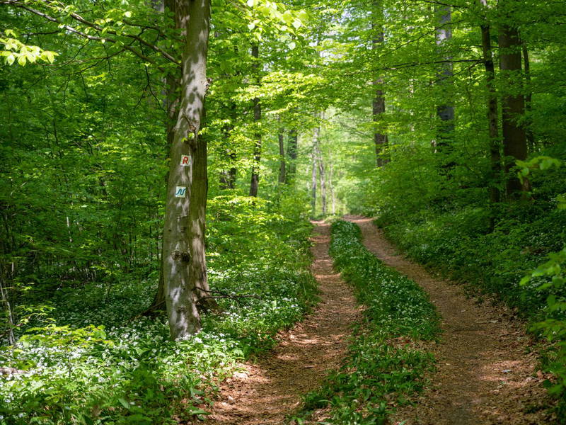 6 Tage Wanderspaß in der Region Odenwald/Bergstraße