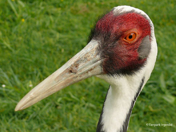 Tierpark Irgenöd