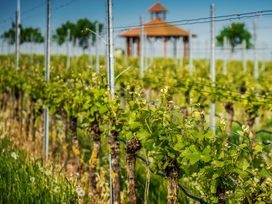 Wandererlebnis Rhein-Neckar – Weinberge & Entspannung