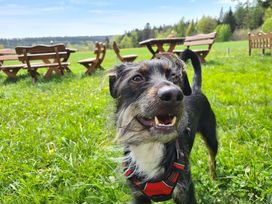 5 Tage Schwarzwaldliebe auf vier Pfoten