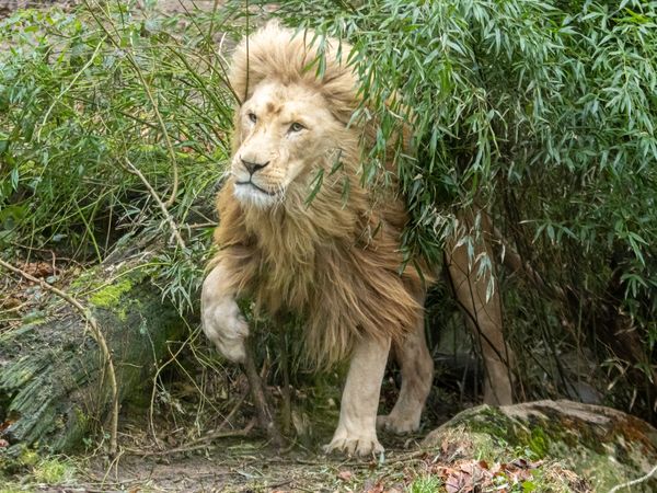 3 Tage Auszeit mit Zoo und Wellness im Saarland in Neunkirchen (Saar) Frühstück