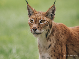 Tierpark Sababurg mit Hotel