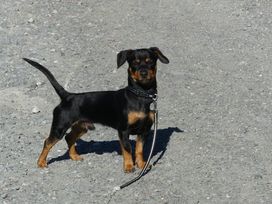 2 Tage Kurzurlaub mit Frühstück im Hotel Kirchenwirt